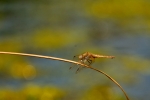 lecicha pospolita ♀