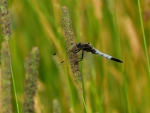 lecicha pospolita ♂