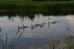 łabędź niemy
