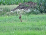 2018-06-28 Złaków