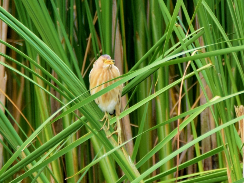 DSC_0365 (800x600)