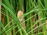 DSC_0365 (800x600)