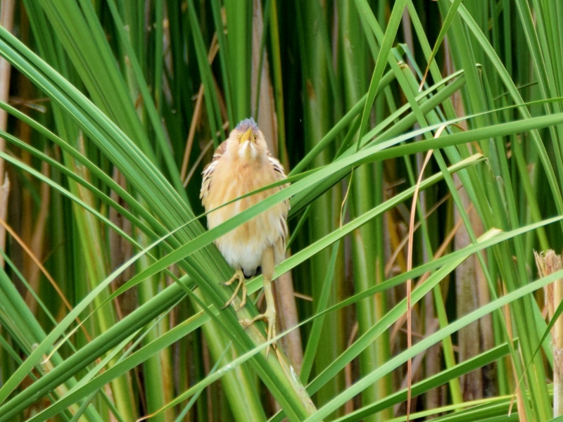 DSC_0367 (800x600)