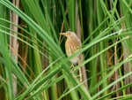DSC_0374 (800x600)