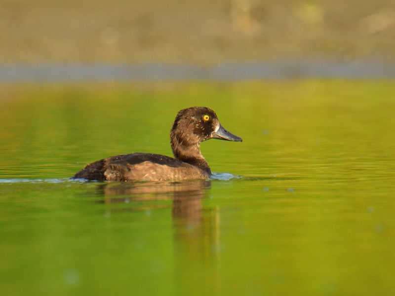 czernica ♀