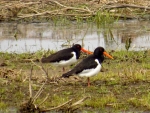 2016-04-09 Ujście Warty