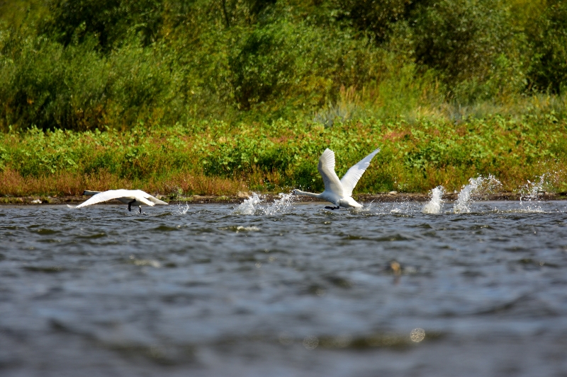 łabędź niemy