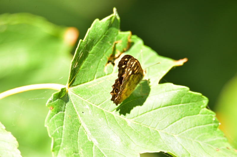 osadnik egeria