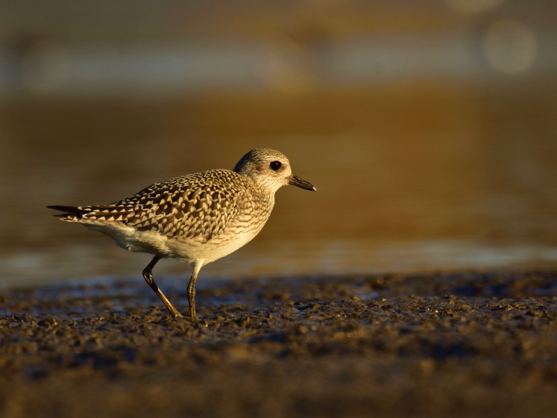 siewnica