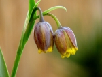 tulipan