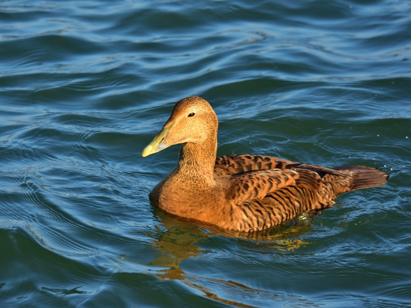 edredon ♀