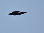 kormoran