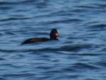 markaczka ♂