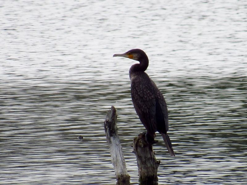 kormoran