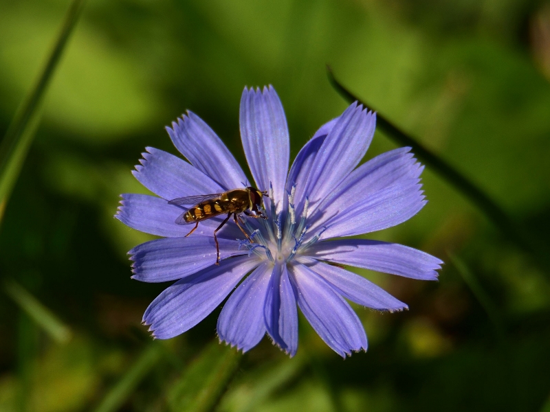 cykaria podróżnik