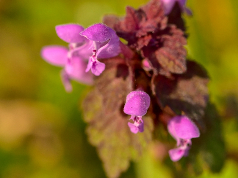 jasnota purpurowa