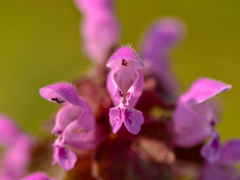 jasnota purpurowa