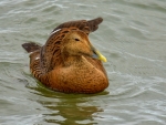 edredon ♀