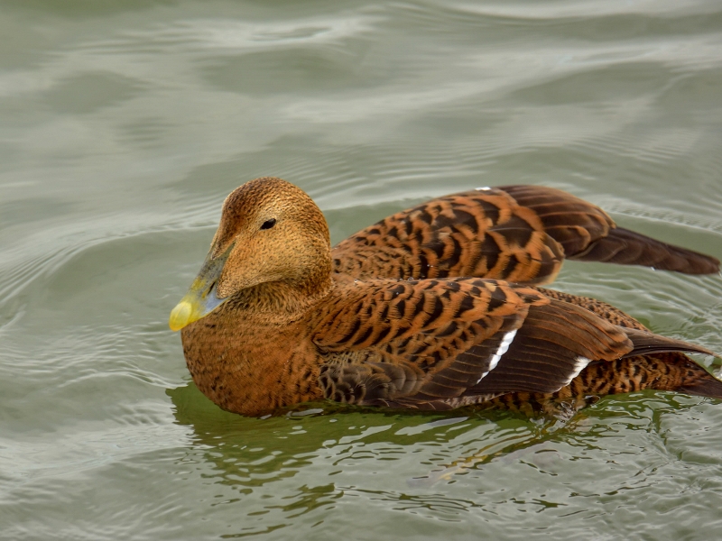 edredon ♀