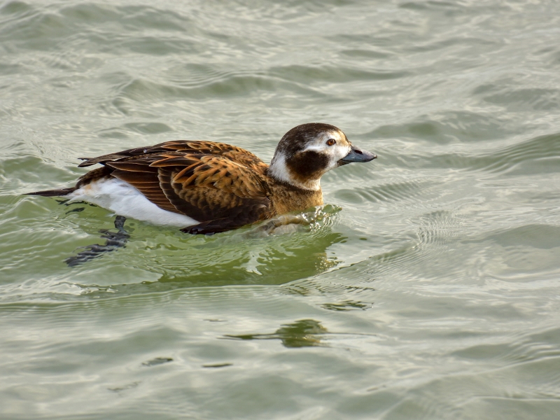 lodówka ♀