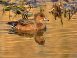 ♀