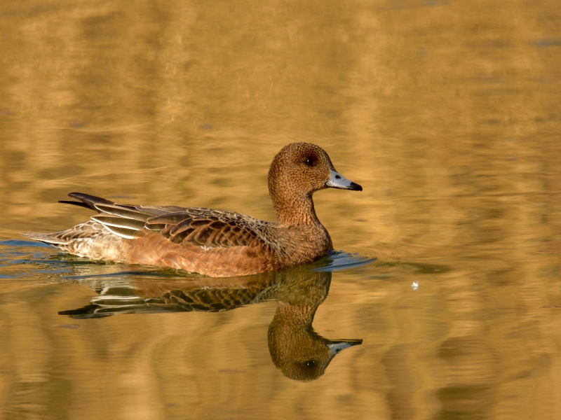 świstun ♀