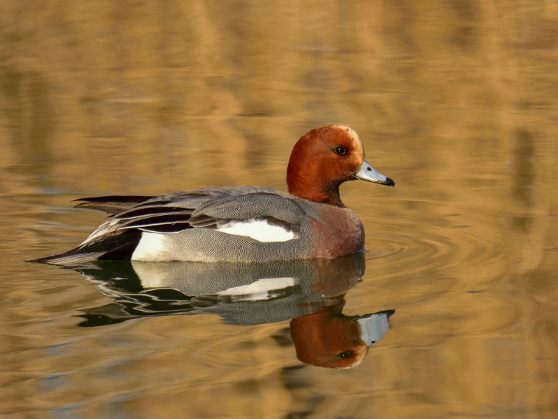 świstun ♂