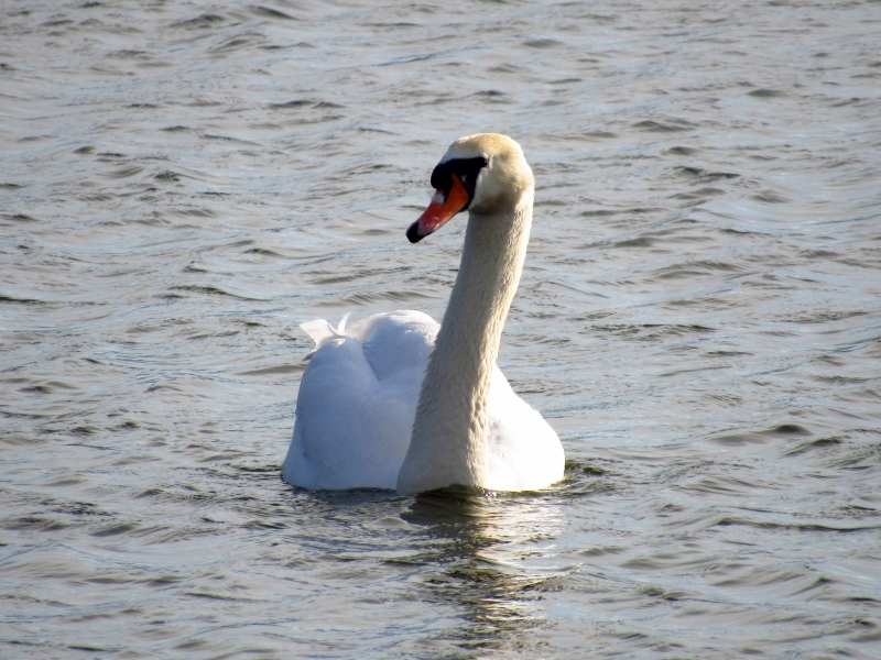 łabędź niemy