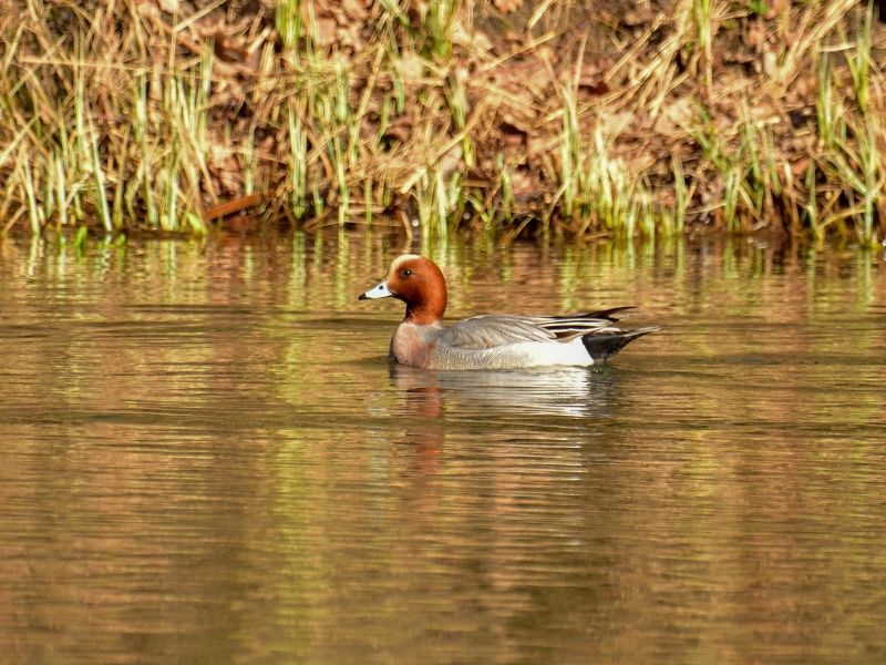 świstun ♂