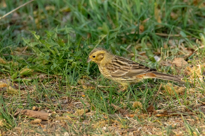 trznadel ♀