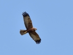 DSC_0555 (800x600)