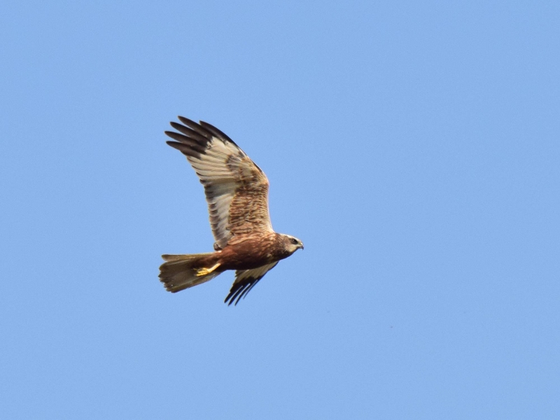 DSC_0557 (800x600)