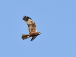 DSC_0557 (800x600)