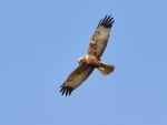 DSC_0561 (800x600)