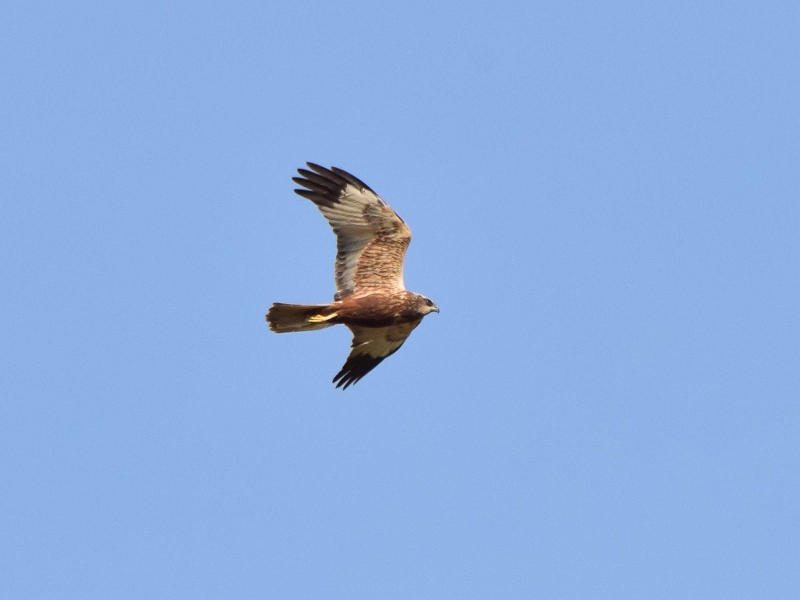 DSC_0563 (800x600)
