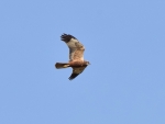 DSC_0563 (800x600)