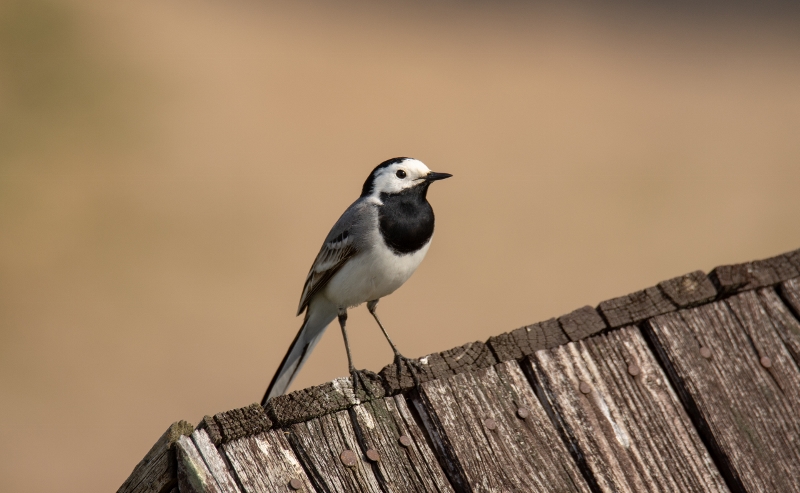 2019-04-27 25 (800x493)