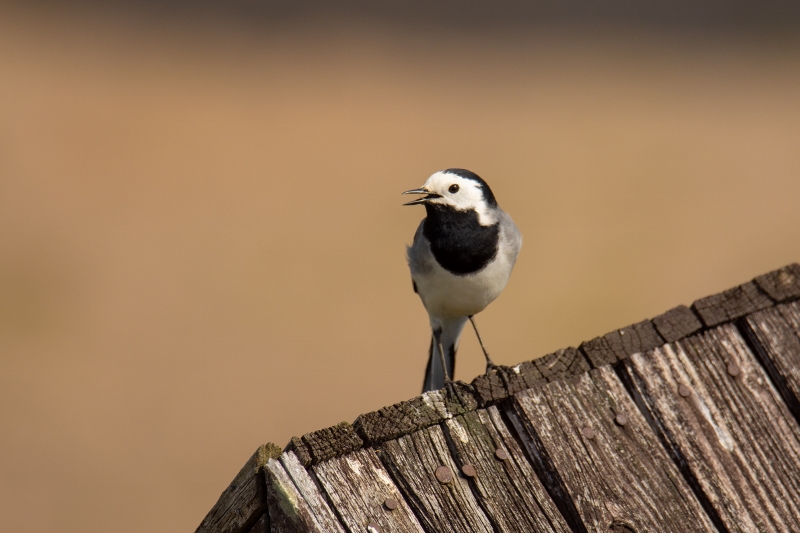 2019-04-27 32 (800x533)