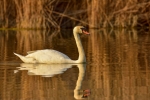 łabędź niemy