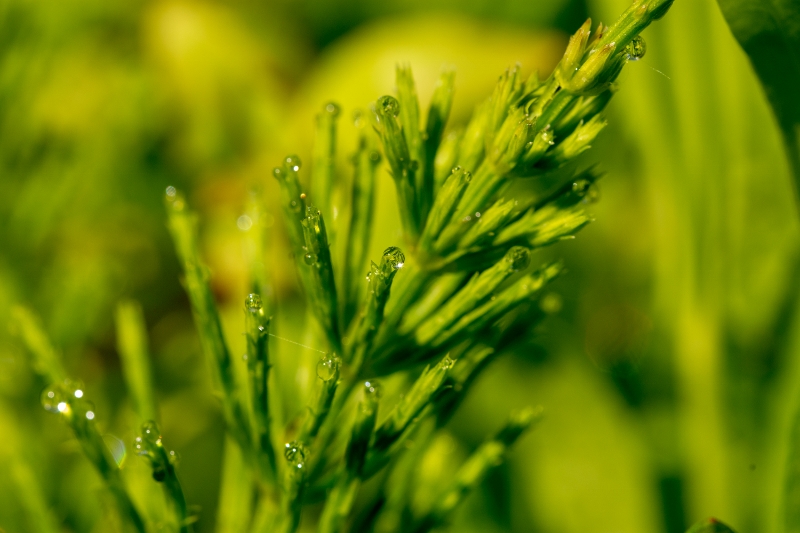 2019-05-19 17 (800x533)