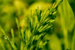 2019-05-19 17 (800x533)