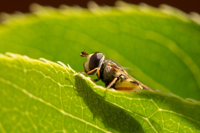 2019-05-26 47 (800x533)