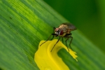 DSC_9931 (800x533)