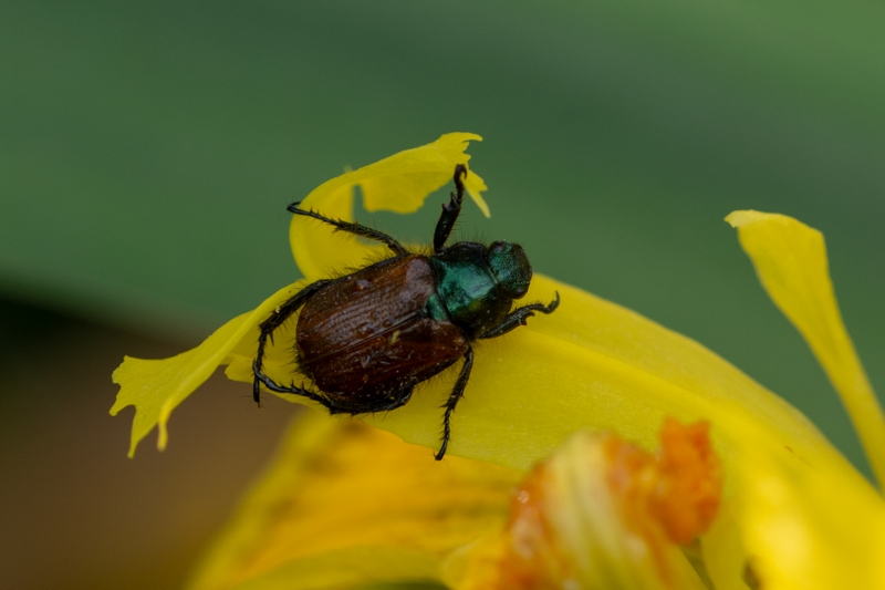 DSC_9942 (800x533)