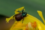 DSC_9942 (800x533)
