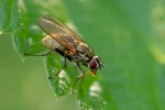 DSC_9944 (800x533)