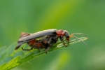 DSC_9953 (800x533)