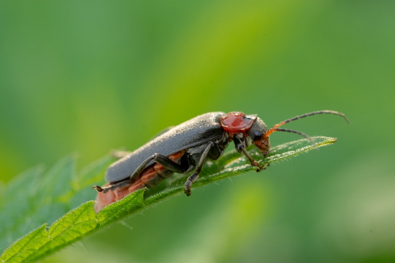 DSC_9955 (800x533)