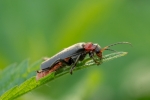 DSC_9955 (800x533)