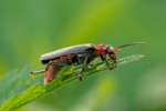 DSC_9956 (800x533)